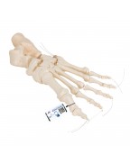 Ayak iskeleti gevşek bir şekilde naylon üzerine geçirilmiştir - 3B Smart Anatomy