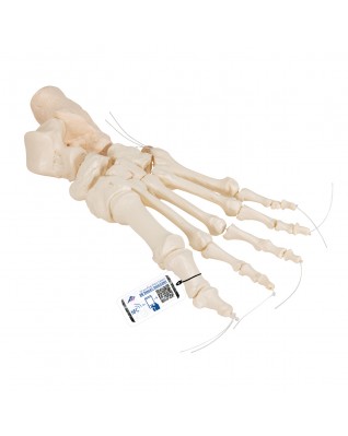 Ayak iskeleti gevşek bir şekilde naylon üzerine geçirilmiştir - 3B Smart Anatomy