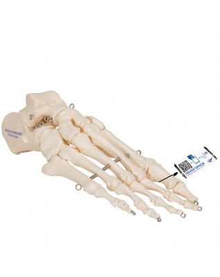 Ayak iskeleti tel üzerine geçirilmiştir - 3B Smart Anatomy
