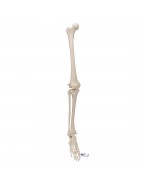Ayaklı bacak iskeleti - 3B Smart Anatomy