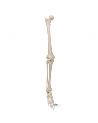 Ayaklı bacak iskeleti - 3B Smart Anatomy