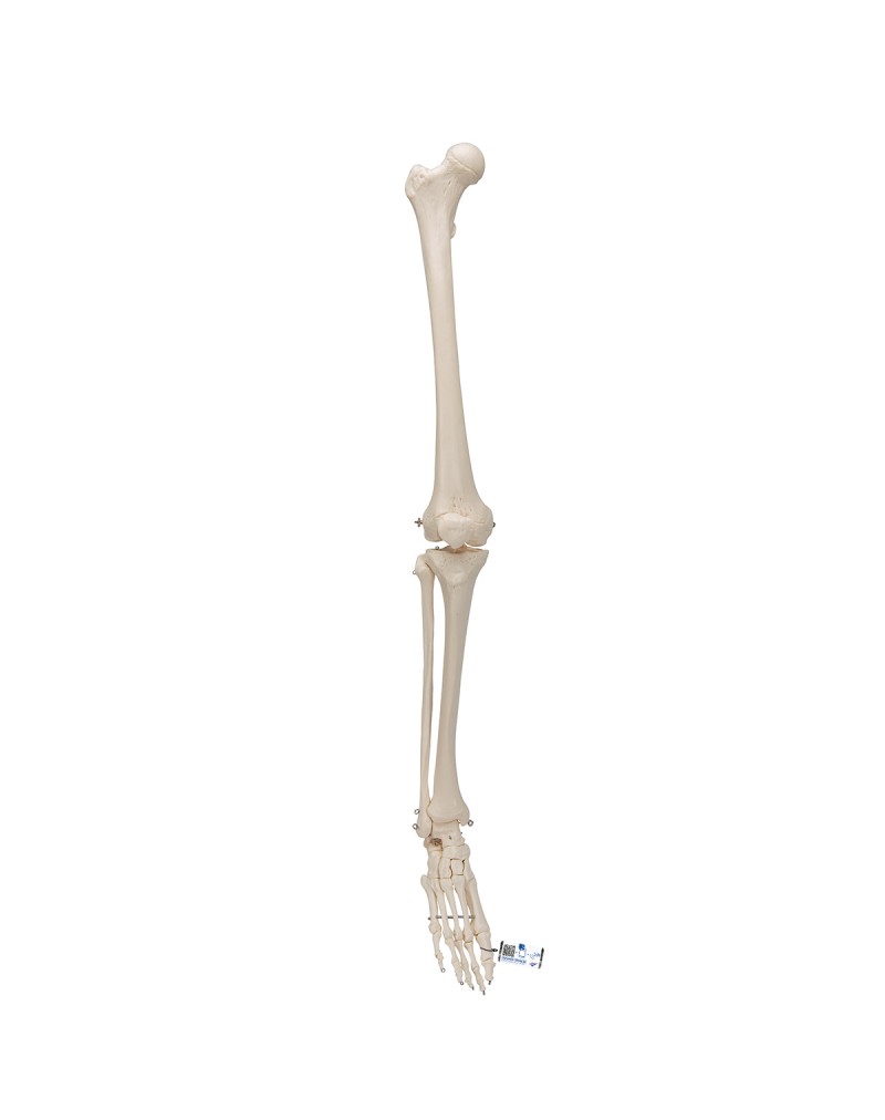 Ayaklı bacak iskeleti - 3B Smart Anatomy