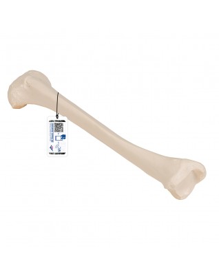 Baldır kemiği - 3B Smart Anatomy