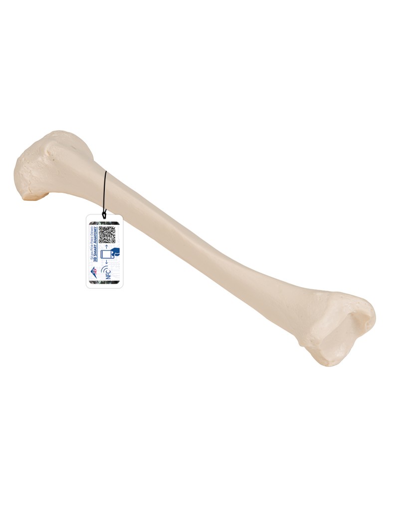 Baldır kemiği - 3B Smart Anatomy