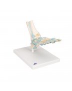 Bağlarla birlikte ayak iskeleti modeli - 3B Smart Anatomy