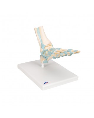 Bağlarla birlikte ayak iskeleti modeli - 3B Smart Anatomy