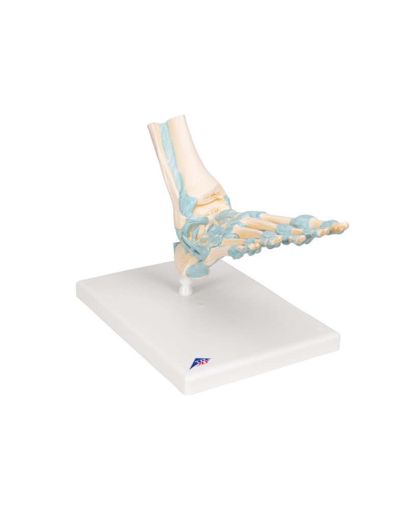 Bağlarla birlikte ayak iskeleti modeli - 3B Smart Anatomy