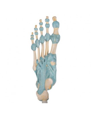Bağlarla birlikte ayak iskeleti modeli - 3B Smart Anatomy