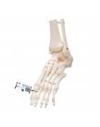 Tibia ve fibula ile ayak iskeleti, elastik montajlı - 3B Smart Anatomy