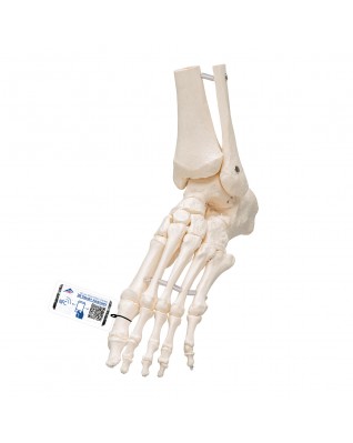 Tibia ve fibula ile ayak iskeleti, elastik montajlı - 3B Smart Anatomy