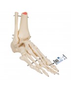 Tibia ve fibula ile ayak iskeleti, tel üzerine geçirilmiş - 3B Smart Anatomy