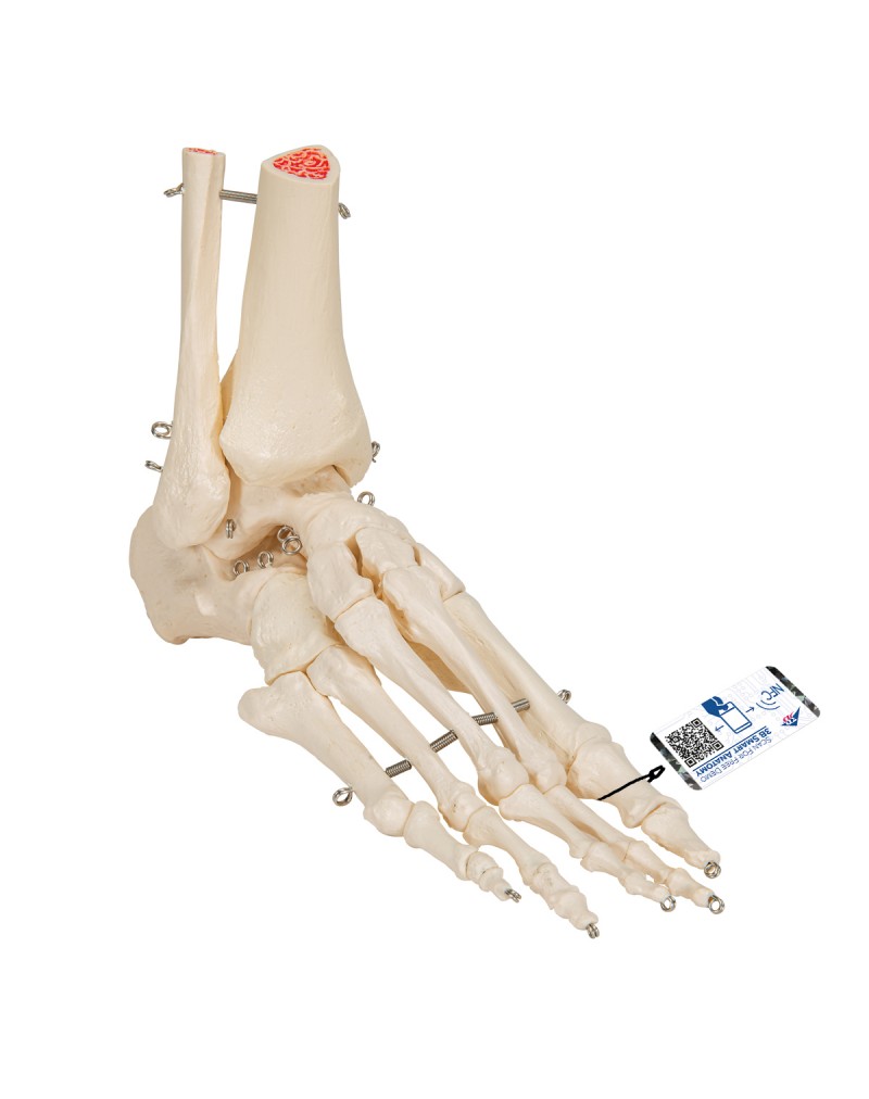 Tibia ve fibula ile ayak iskeleti, tel üzerine geçirilmiş - 3B Smart Anatomy