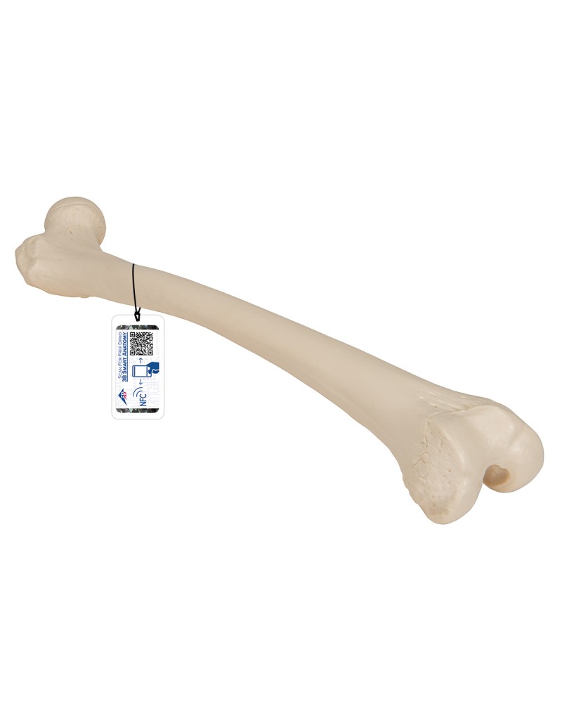 Uyluk kemiği - 3B Smart Anatomy