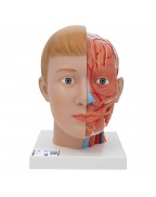Baş ve Boyun Modeli, 4 parça - 3B Smart Anatomy