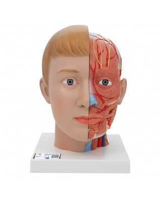 Baş ve Boyun Modeli, 4 parça - 3B Smart Anatomy