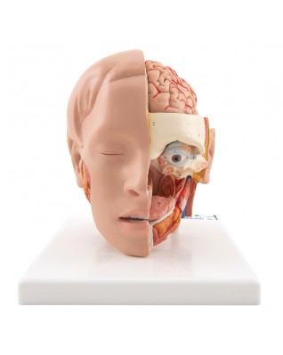 Baş Modeli, 6 parça - 3B Smart Anatomy