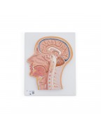 Baş Yan Kesit Modeli - 3B Smart Anatomy
