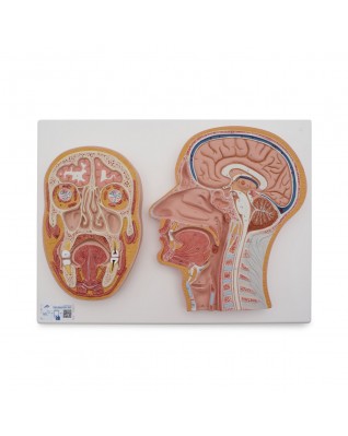 Baş Yan ve Ön Kesit Modeli - 3B Smart Anatomy