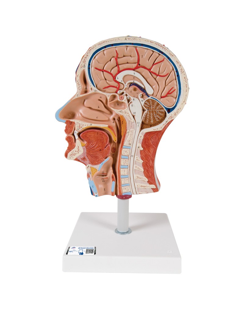 Baş ve Boyun Kas Modeli - Yarım - 3B Smart Anatomy