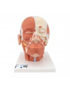 Baş ve Boyun Kas Modeli - 3B Smart Anatomy