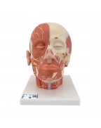 Baş ve Boyun Kas Modeli - Sinirlerle birlikte - 3B Smart Anatomy
