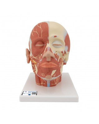 Baş ve Boyun Kas Modeli - Sinirlerle birlikte - 3B Smart Anatomy