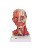 Baş ve Boyun Kasları Modeli, 5 parça - 3B Smart Anatomy