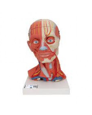 Baş ve Boyun Kasları Modeli, 5 parça - 3B Smart Anatomy