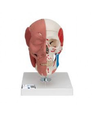 Kafatası Modeli - Yüz kaslarıyla birlikte - 3B Smart Anatomy