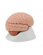 Beyin Modeli, 8 parça - 3B Smart Anatomy