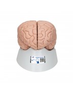 Beyin Modeli, 2 parça - 3B Smart Anatomy