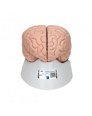 Beyin Modeli, 4 parça - 3B Smart Anatomy