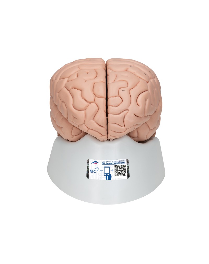 Beyin Modeli, 2 parça - 3B Smart Anatomy