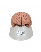 Beyin Modeli, 5 parça - 3B Smart Anatomy
