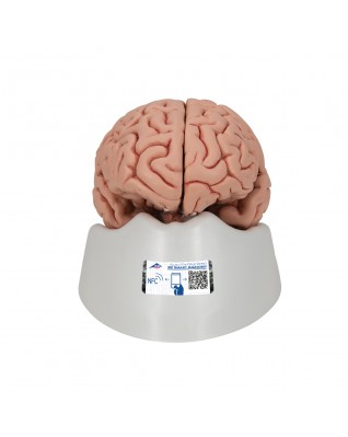 Beyin Modeli, 5 parça - 3B Smart Anatomy