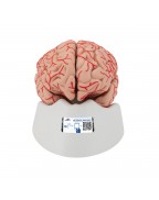 Beyin Modeli - Kan damarları ile birlikte, 9 parça - 3B Smart Anatomy