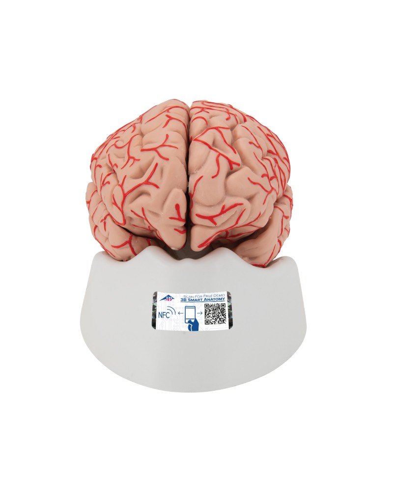 Beyin Modeli - Kan damarları ile birlikte, 9 parça - 3B Smart Anatomy