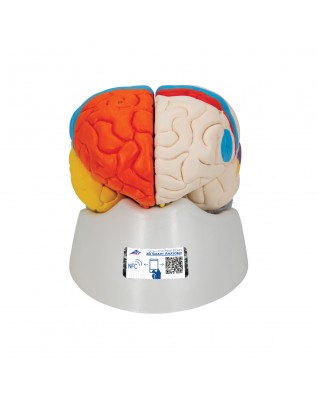Beyin Modeli - Nöro-Anatomik, 8 parça - 3B Smart Anatomy