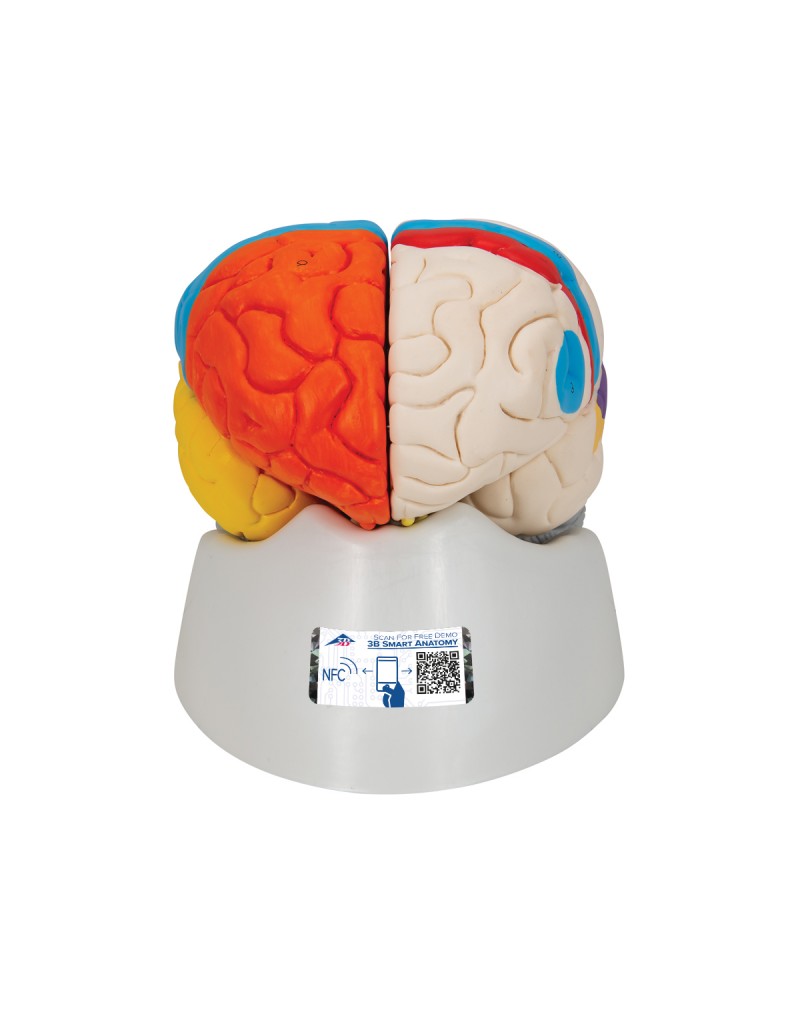 Beyin Modeli - Nöro-Anatomik, 8 parça - 3B Smart Anatomy