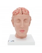 Beyin Modeli - Kan damarları ile birlikte ve baş üstünde, 8 parça - 3B Smart Anatomy
