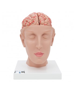 Beyin Modeli - Kan damarları ile birlikte ve baş üstünde, 8 parça - 3B Smart Anatomy
