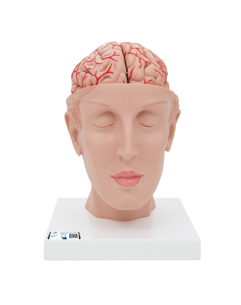 Beyin Modeli - Kan damarları ile birlikte ve baş üstünde, 8 parça - 3B Smart Anatomy