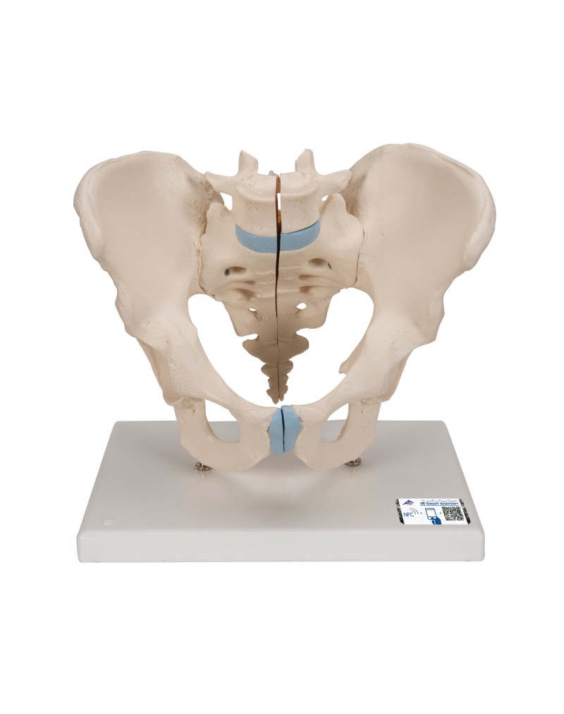 Erkek Pelvis Modeli - 3 parça - 3B Smart Anatomy