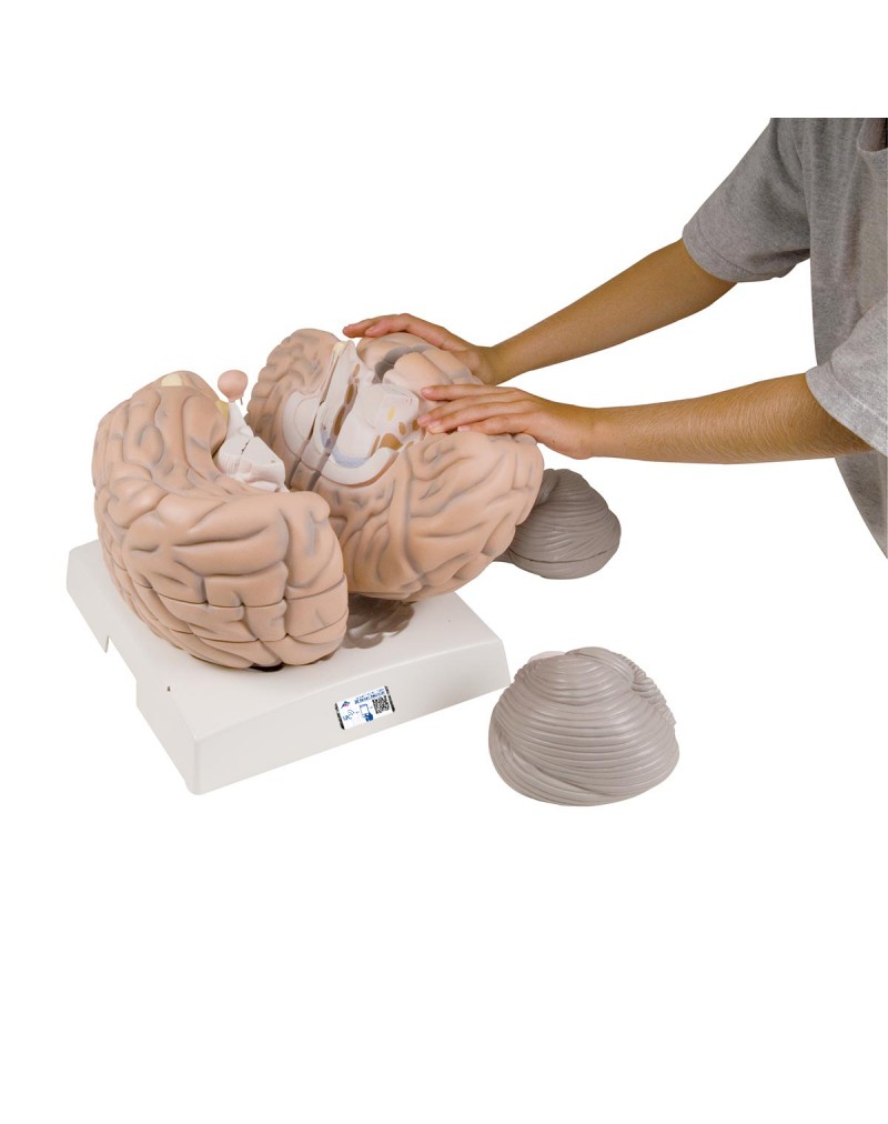 Beyin Modeli - 2,5 kat büyütülmüş, 14 parça - 3B Smart Anatomy