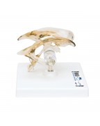Beyin Ventrikülleri Modeli - 3B Smart Anatomy