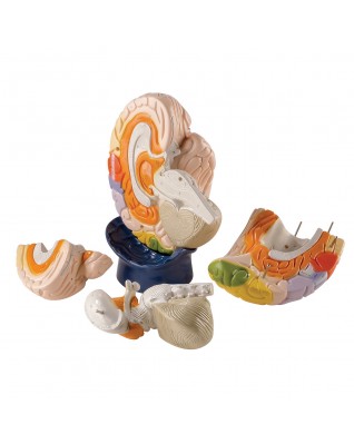 Beyin Modeli - Nöro-Anatomik, 4 parça