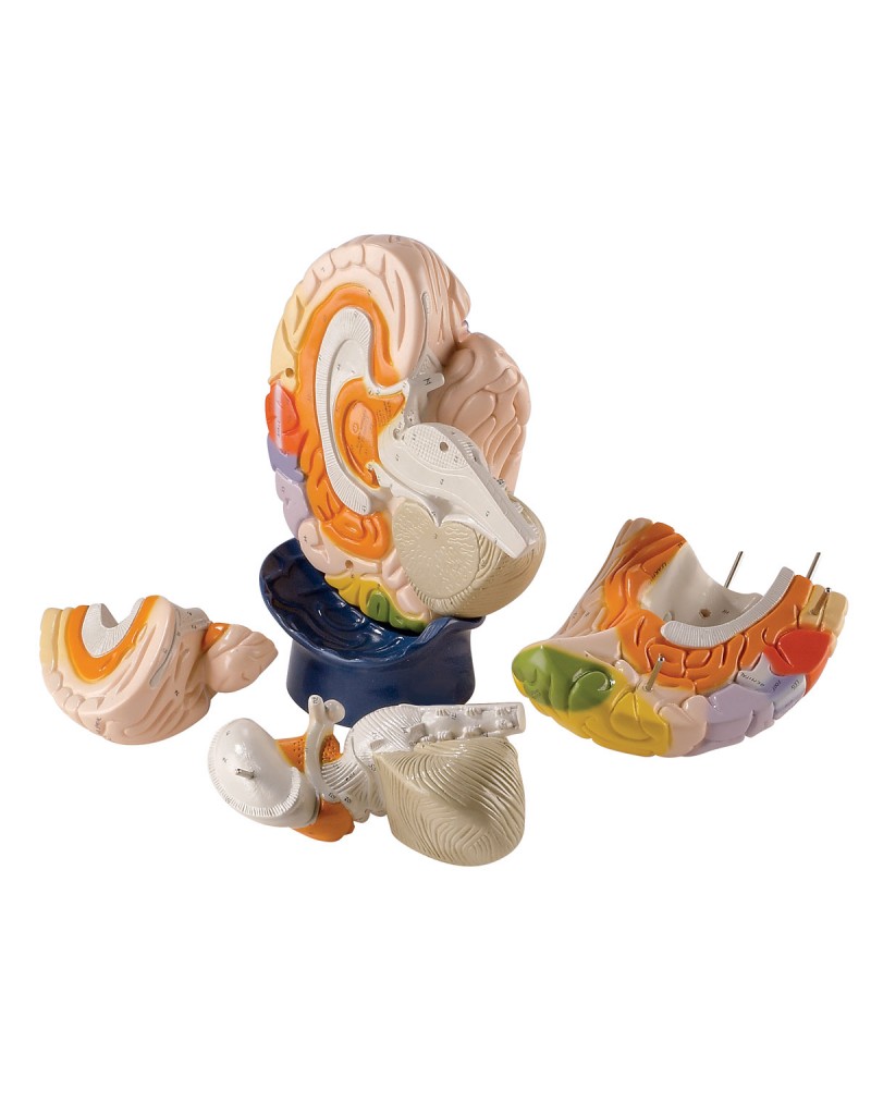 Beyin Modeli - Nöro-Anatomik, 4 parça