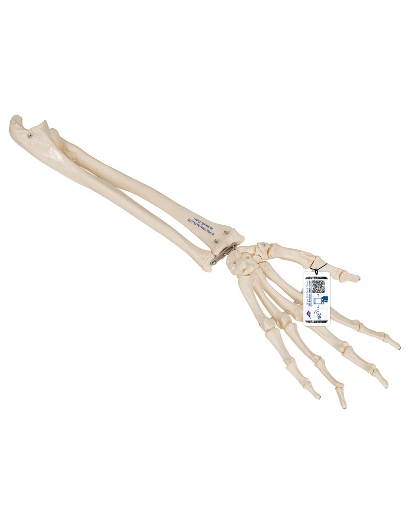 Alt kollu el iskeleti, elastik montajlı - 3B Smart Anatomy
