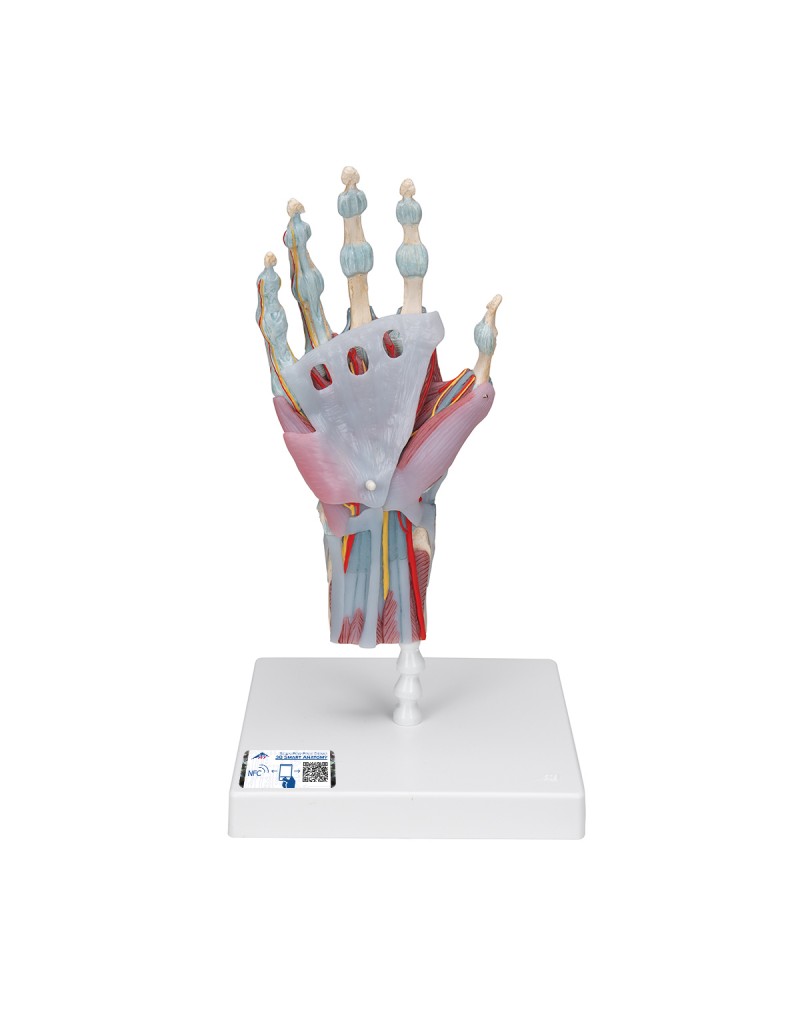Bağlar ve kaslarla birlikte el iskeleti modeli - 3B Smart Anatomy