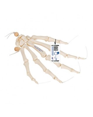 El iskeleti gevşek bir şekilde naylon üzerine geçirilmiştir - 3B Smart Anatomy
